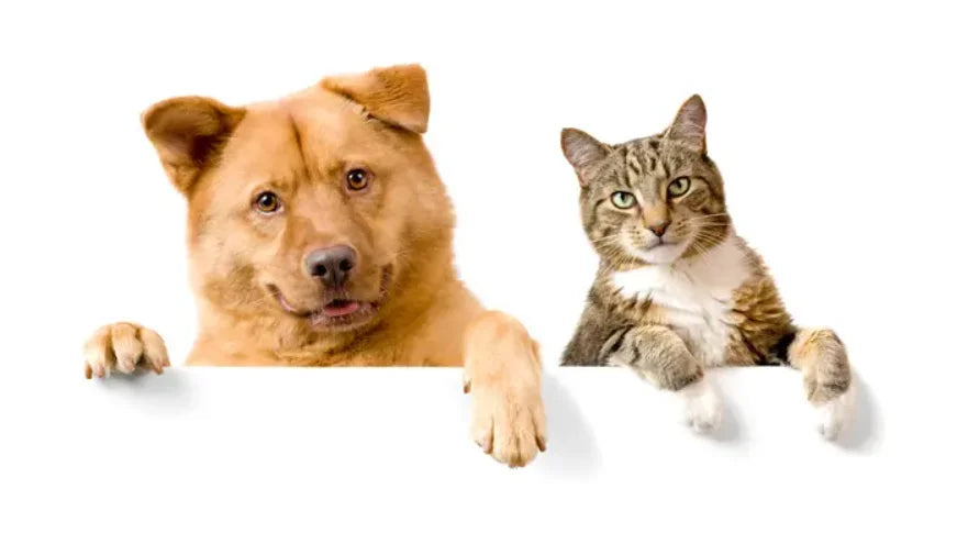 Pet Grooming Accessories Set